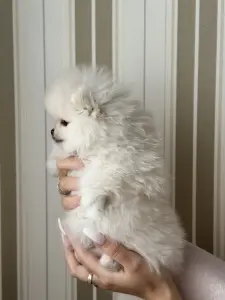 Померанский шпиц