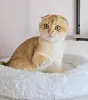 Шотландский вислоухий мальчик