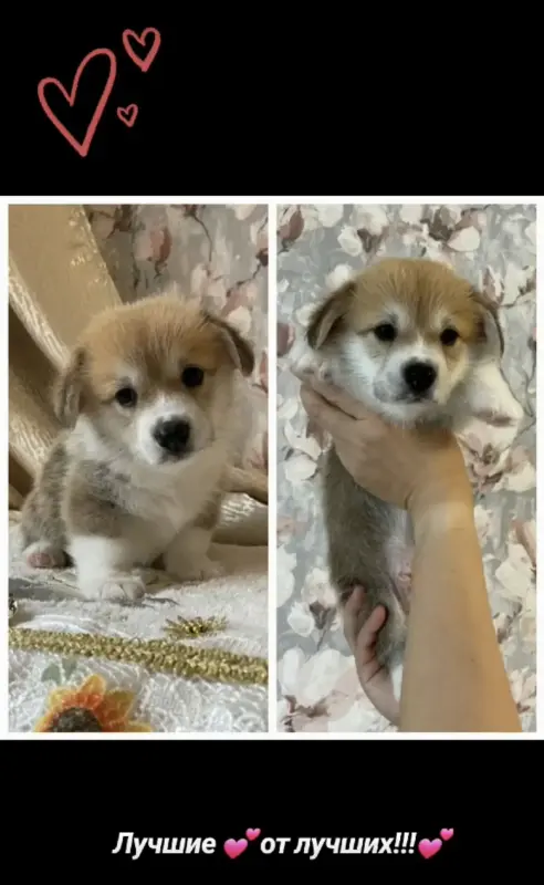 Щенки корги