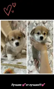Щенки корги