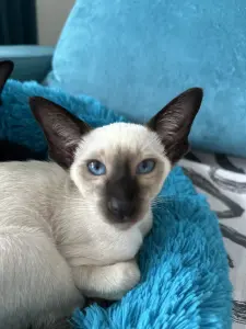 Ориентальные котята