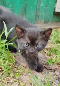 Котята