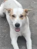 Собака в дар
