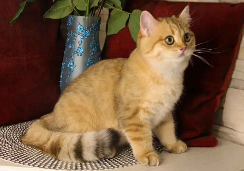 Британский котёнок