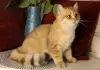 Британский котёнок