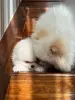 Померанский шпиц