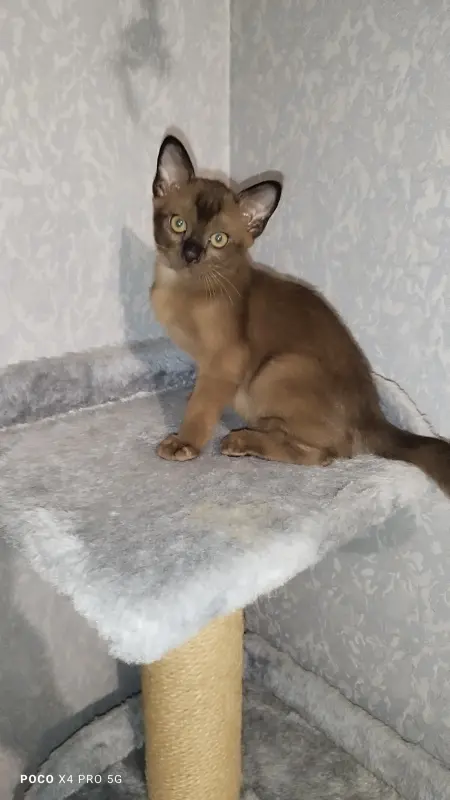 Европейская Бурма котята