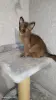 Европейская Бурма котята