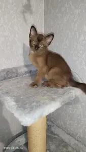 Европейская Бурма котята