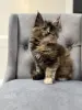 Котята чистокровные Мейн Кун