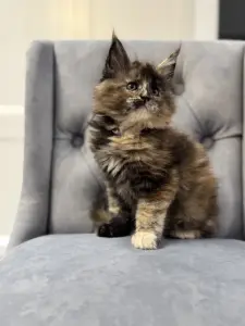 Котята чистокровные Мейн Кун