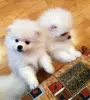 Мальчик белого померанского шпица