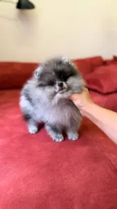 Шпиц девочка