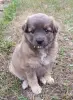 Отдам щенков