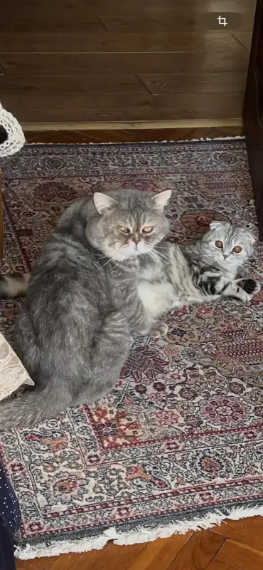 Котята