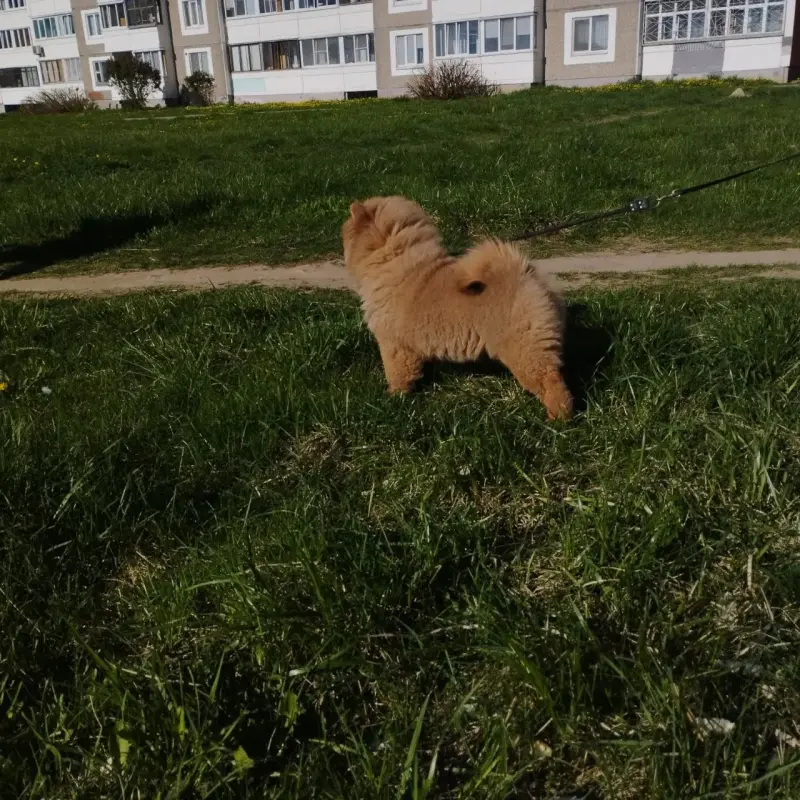 Чау-чау
