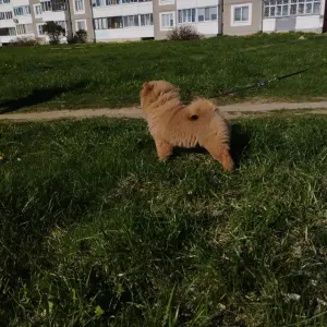Чау-чау