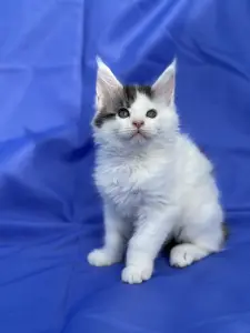 Мейн-Кун котята