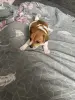 Щенки