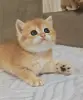 Шотланская девочка