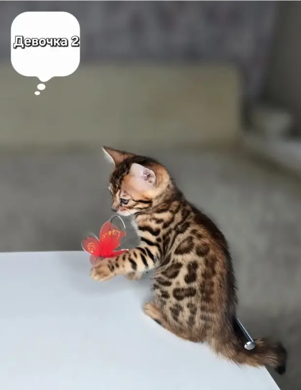 Котята