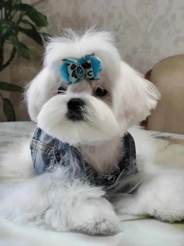 Щенок МАЛЬТЕЗЕ крови Корея