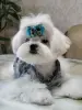 Щенок МАЛЬТЕЗЕ крови Корея