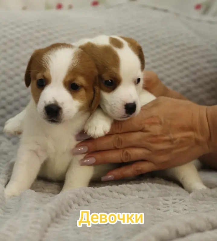 Щенки Джек Рассел терьера