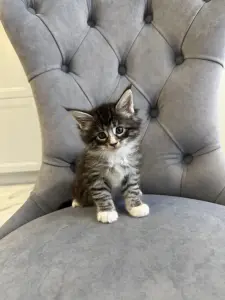 Котята Мейн-Кун