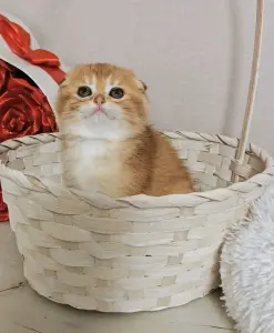 Шотландский вислоухий мальчик