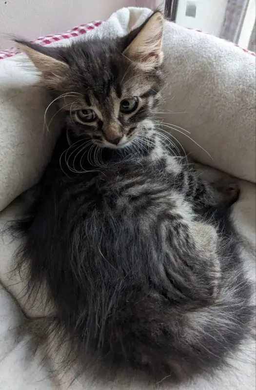 котята