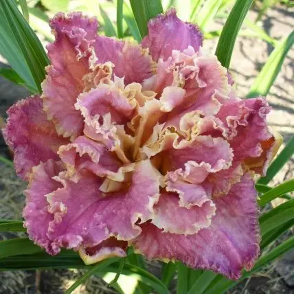 Лилейники,розы