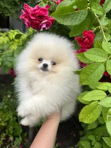 Мальчик померанский шпиц.