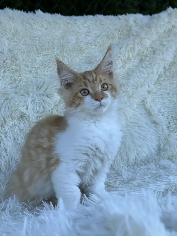 Мейн-Кун котята