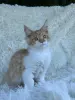 Мейн-Кун котята