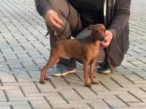 Щенок цвергпинчера