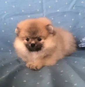 померанский шпиц