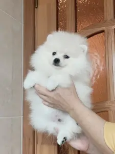 Мальчик белого померанского шпица