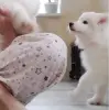 Щенок самоедская лайка