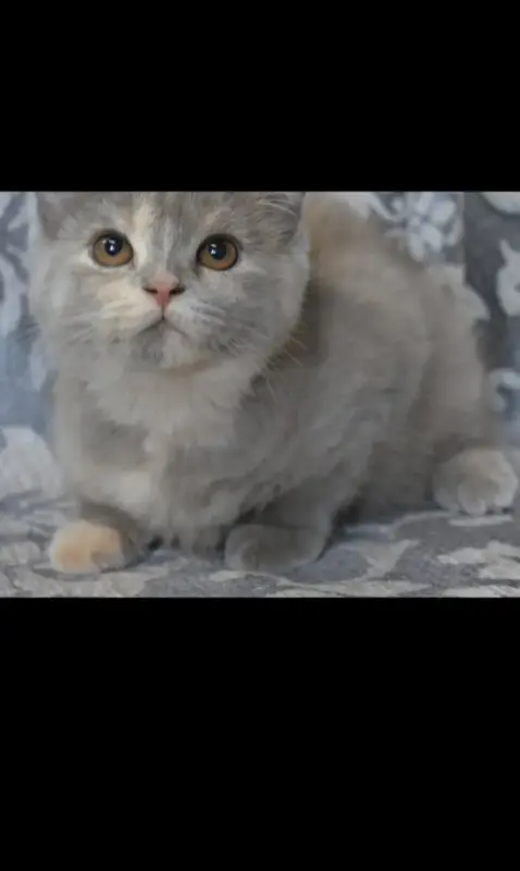 Шотландские котята.Кошечка.