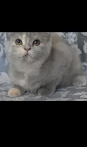 Шотландские котята.Кошечка.