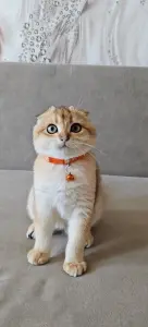 Шотландский вислоухий мальчик
