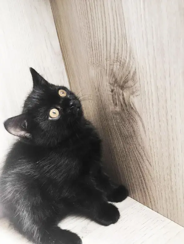 Котята Скоттиш-страйт