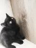 Котята Скоттиш-страйт