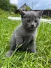 Шотландские вислоухие котята