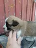 Отдам в хорошие руки
