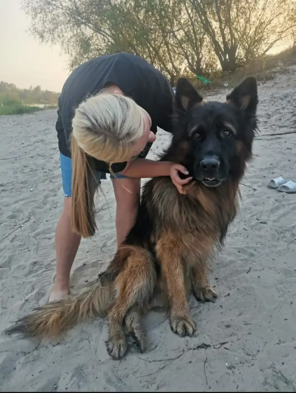 Выгул собак