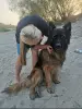 Выгул собак
