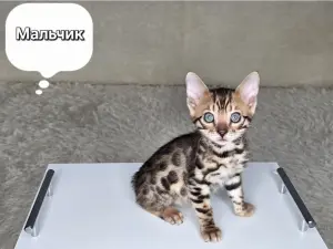 Котята