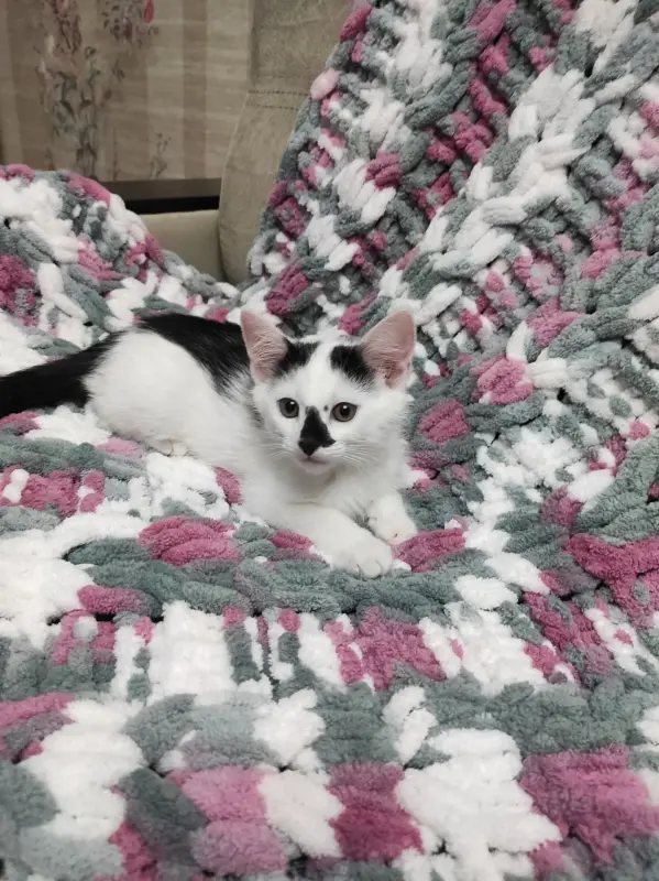 Котята
